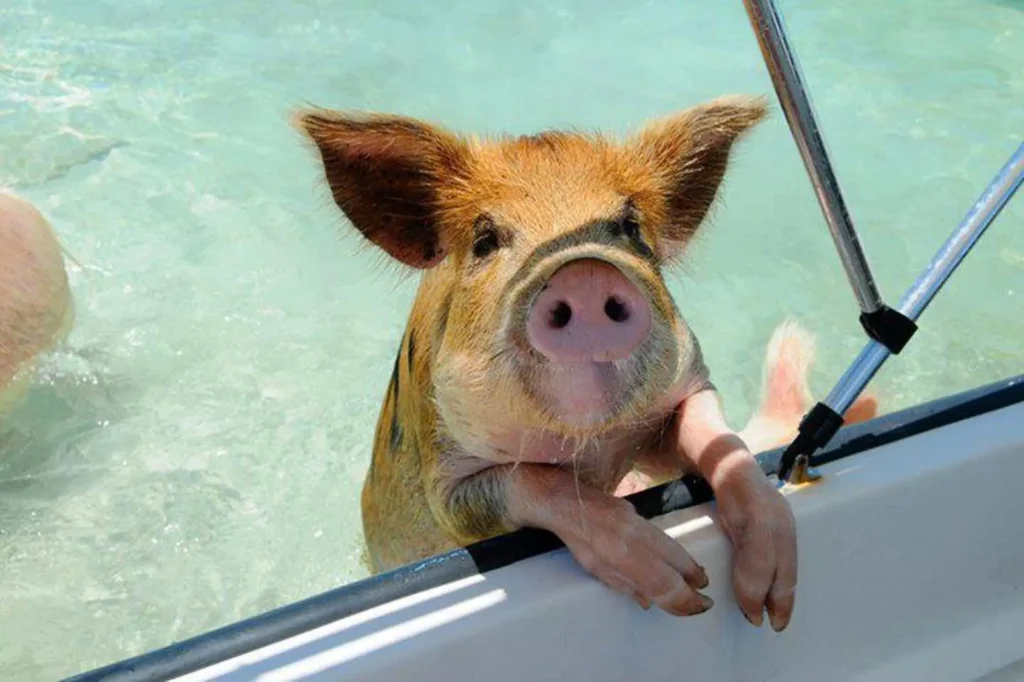 Swimming pigs Nassau Bahamas