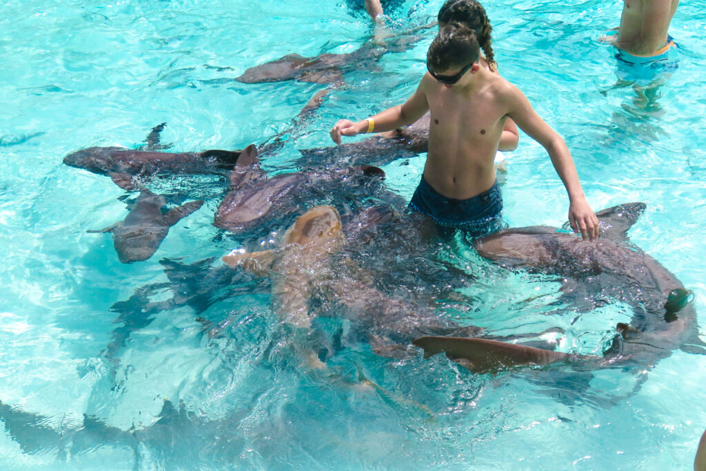 swimming with Sharks